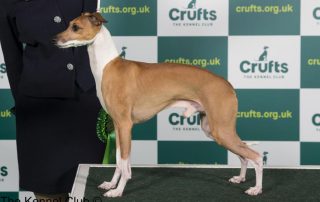 Italian Greyhound Best of Breed winner at Crufts 2023 - Can Gchb/am Gch Maplewood's I'm Sexy And I Know It