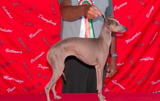 Best in Show at the 2022 Italian Greyhound Club Championship Show - Ch Newill Good As Gold JM ShCm ShCEx OSw