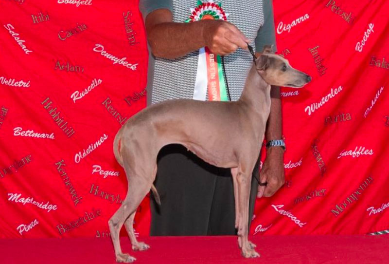 Best in Show at the 2022 Italian Greyhound Club Championship Show - Ch Newill Good As Gold JM ShCm ShCEx OSw
